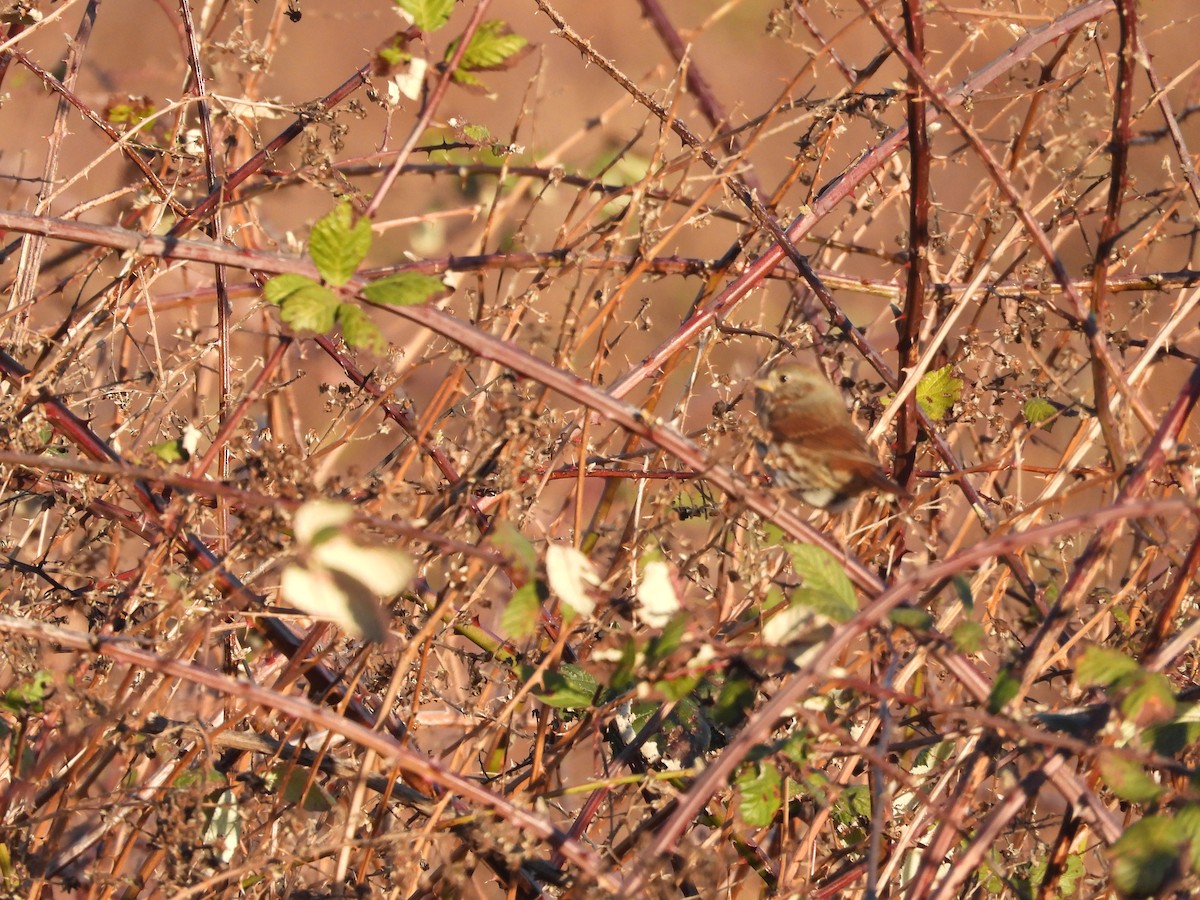 Fox Sparrow - ML145422351