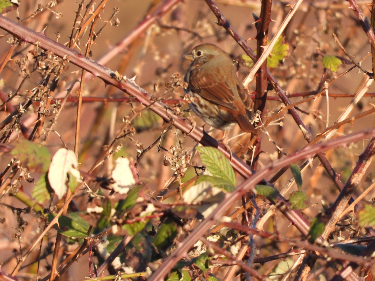 Fox Sparrow - ML145422391