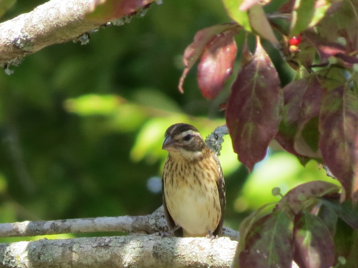 Rose-breasted Grosbeak - ML145422501