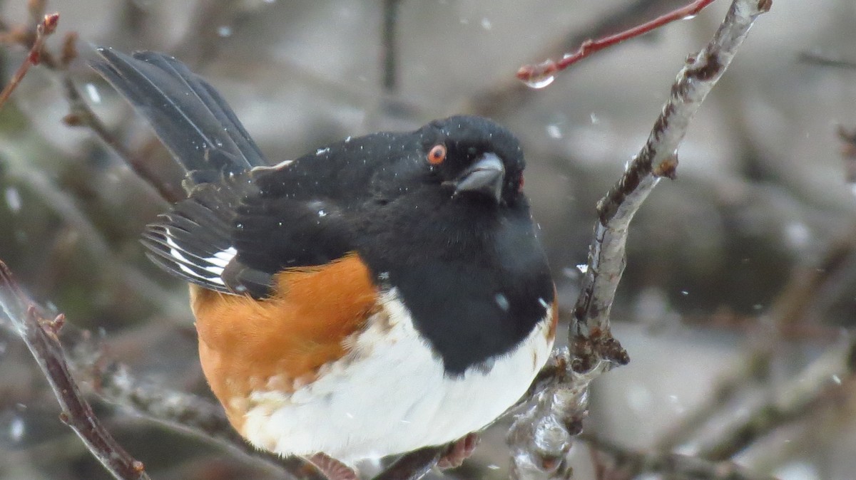 Eastern Towhee - ML145422821