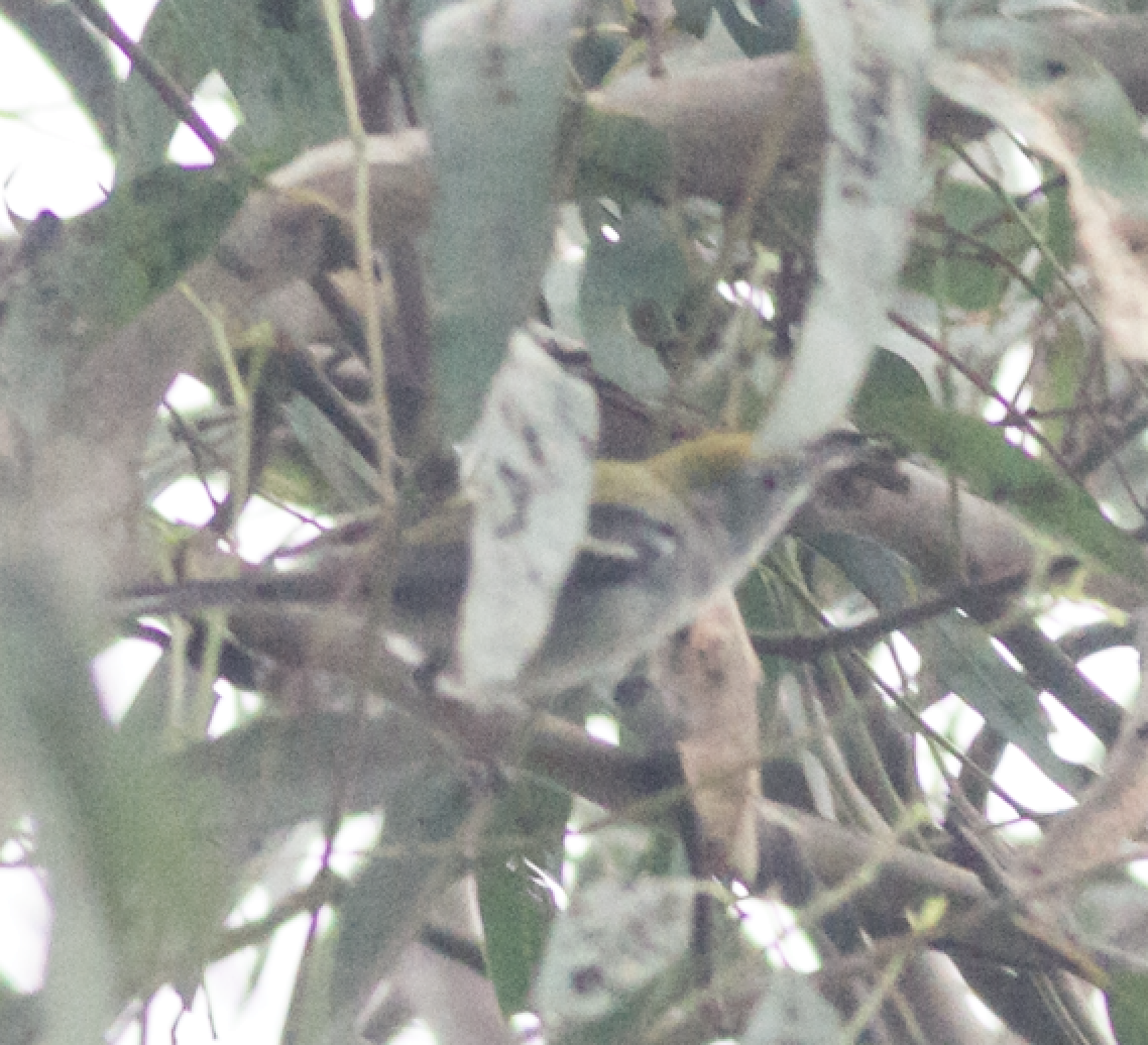 Chestnut-sided Warbler - ML145422891