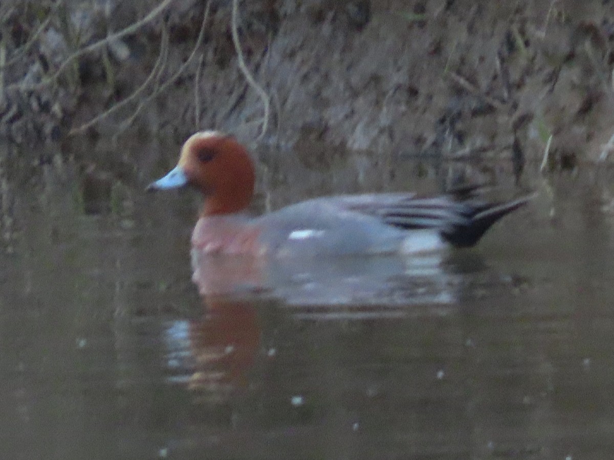 Eurasian Wigeon - ML145422901