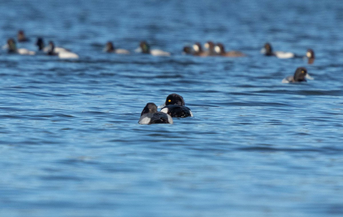 Tufted Duck - ML145422941