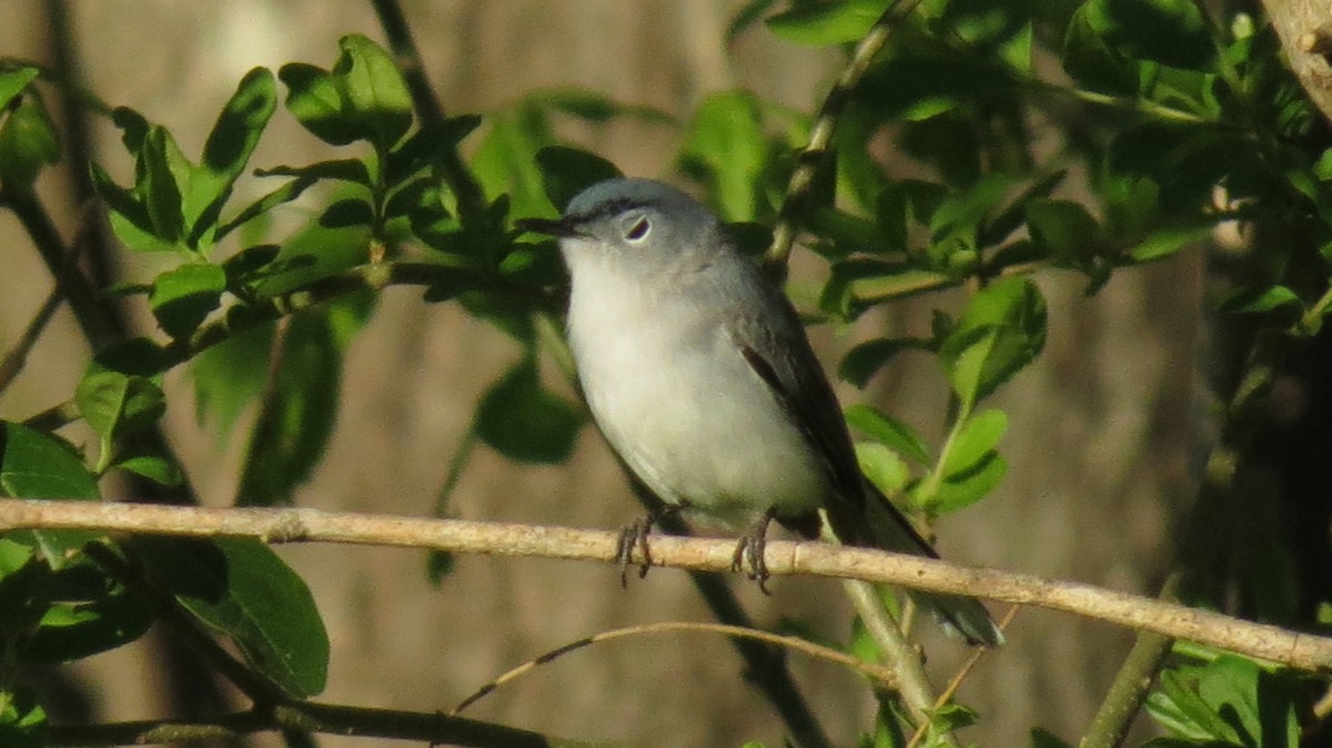 Blue-gray Gnatcatcher - ML145422951