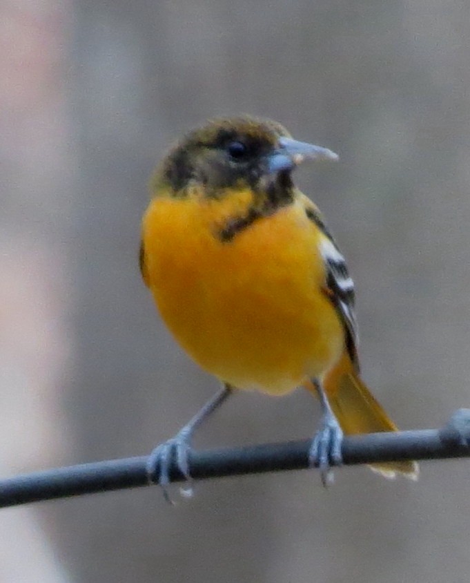 Oriole de Baltimore - ML145423071