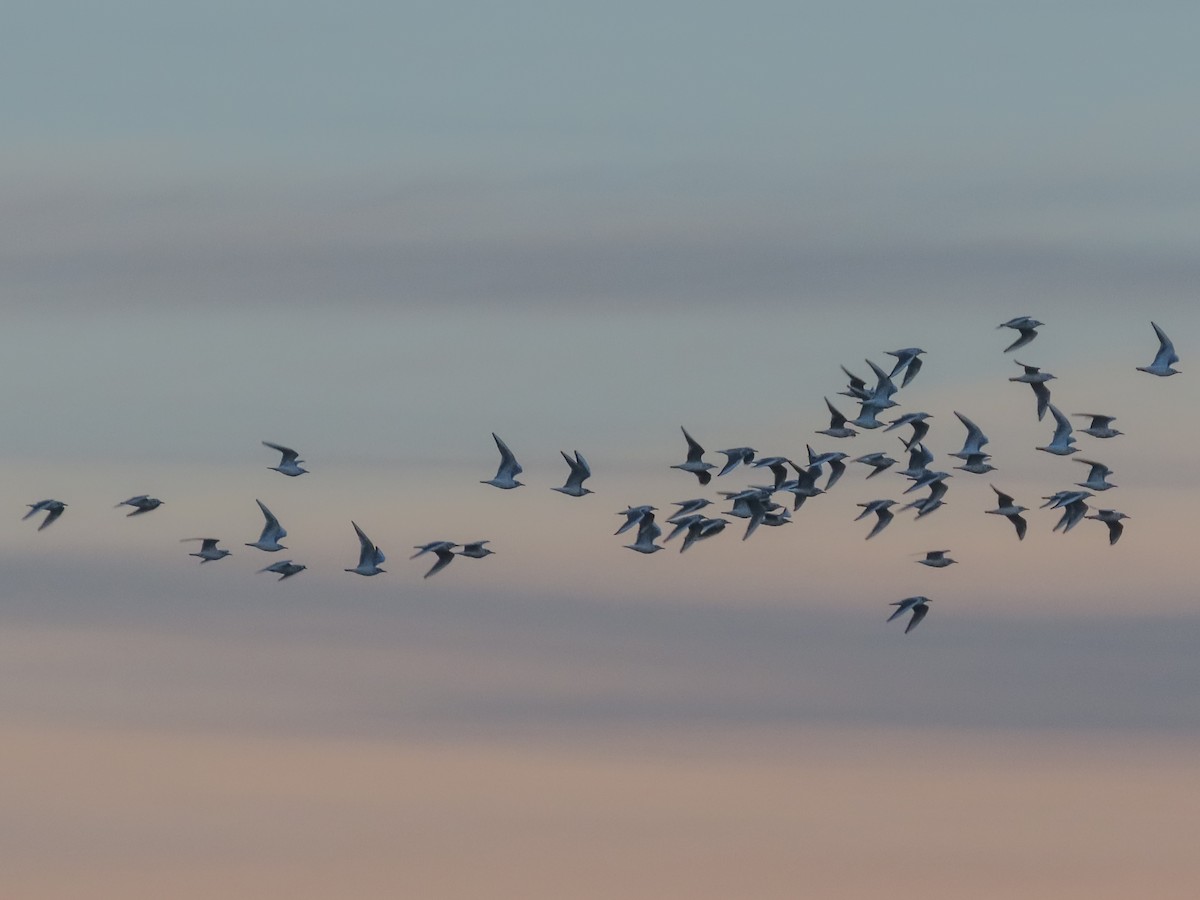 Bonaparte's Gull - Barry Langdon-Lassagne