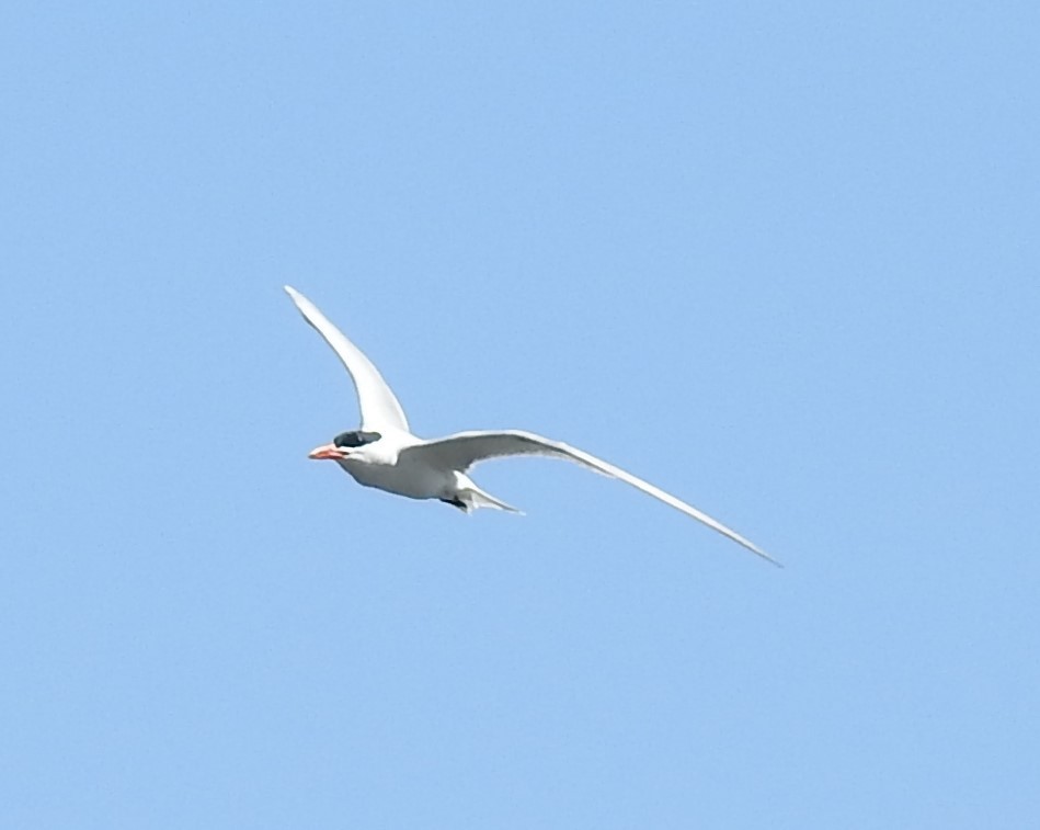 Caspian Tern - ML145423221