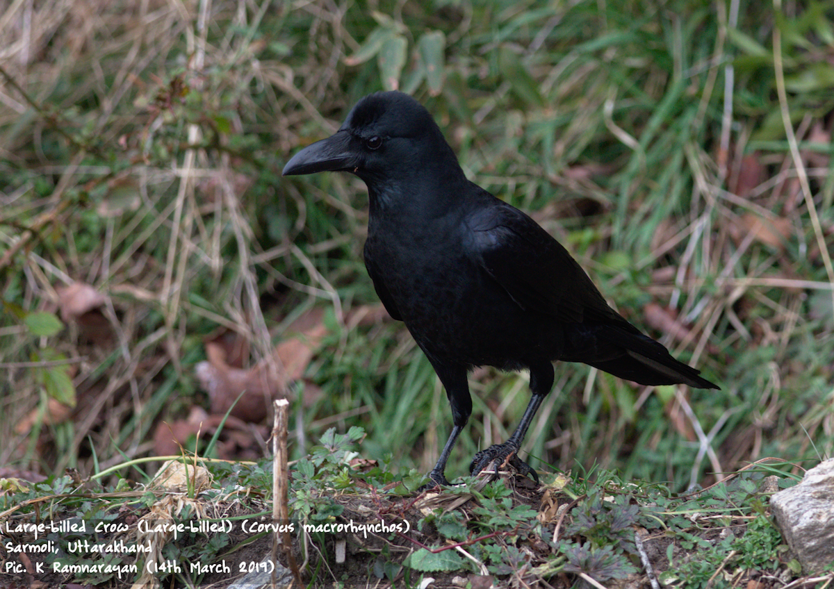 Large-billed Crow (Large-billed) - Ramnarayan Kalyanaraman