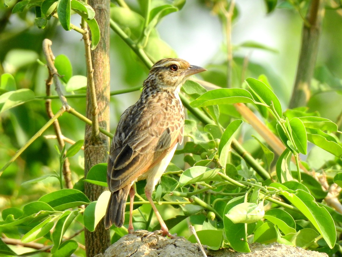 Indochinese Bushlark - ML145424661