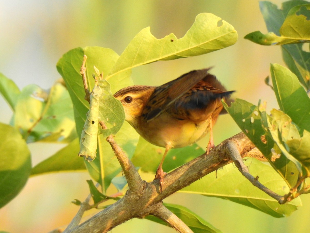 Pallas's Grasshopper Warbler - John Sandve