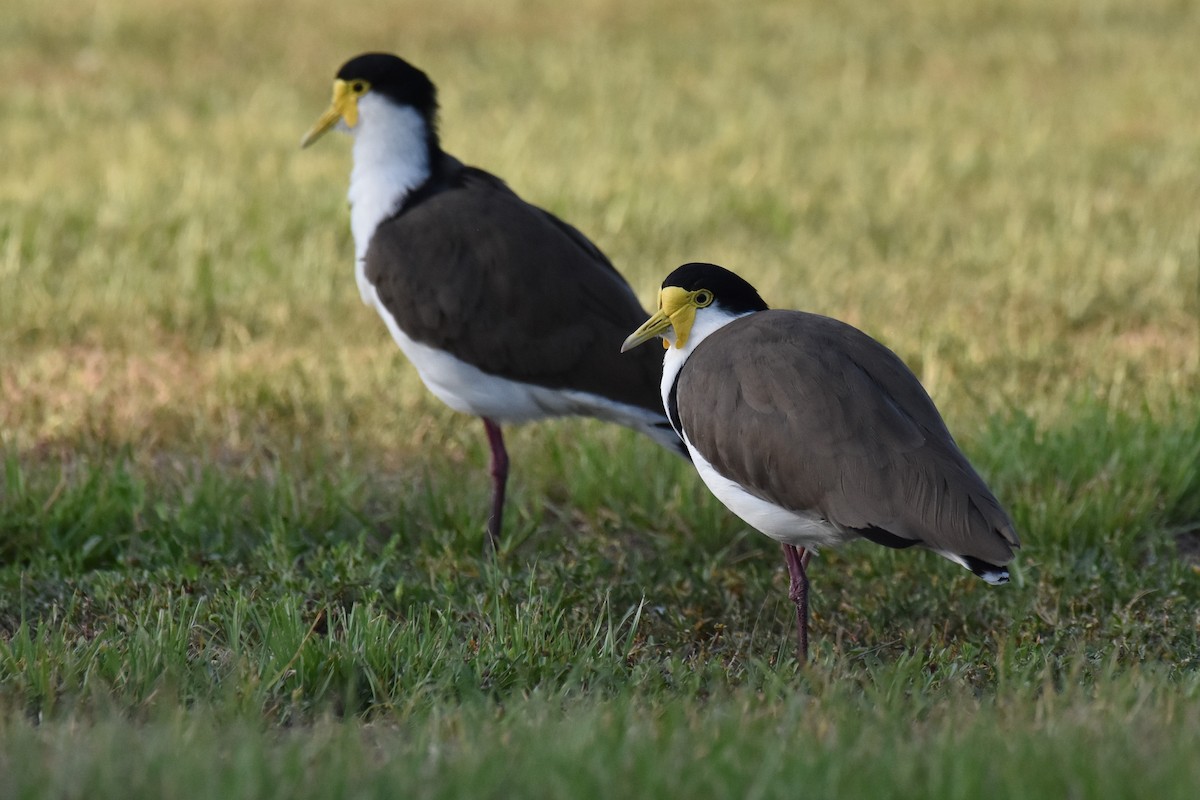 Masked Lapwing - Stephen Haase