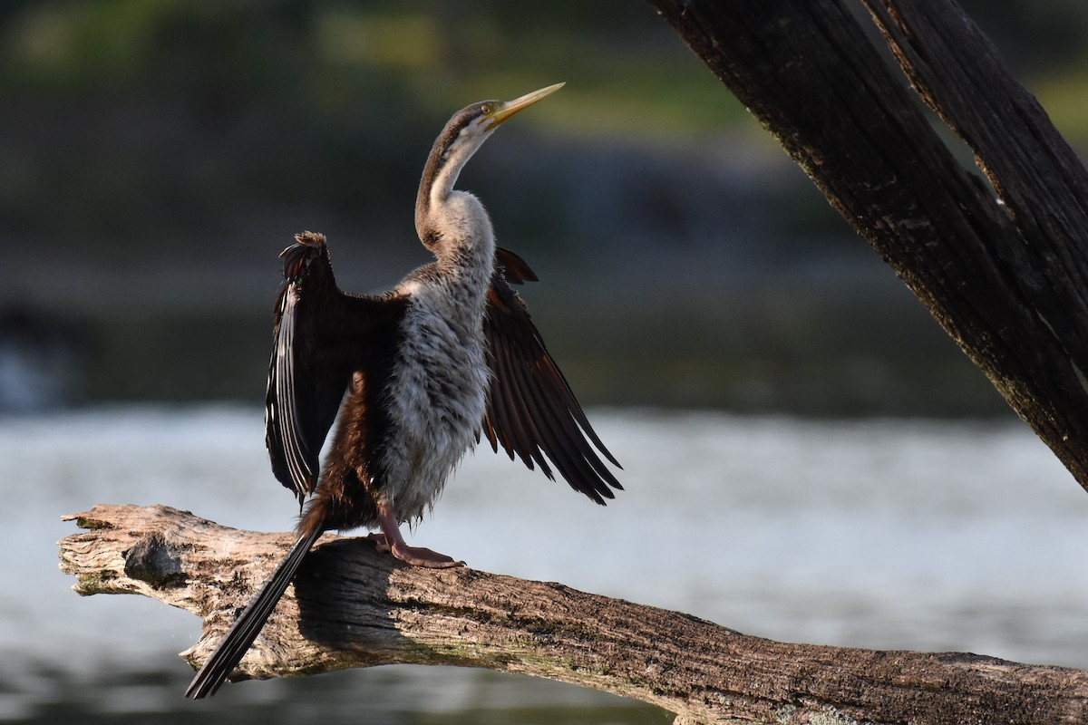 Australasian Darter - Stephen Haase