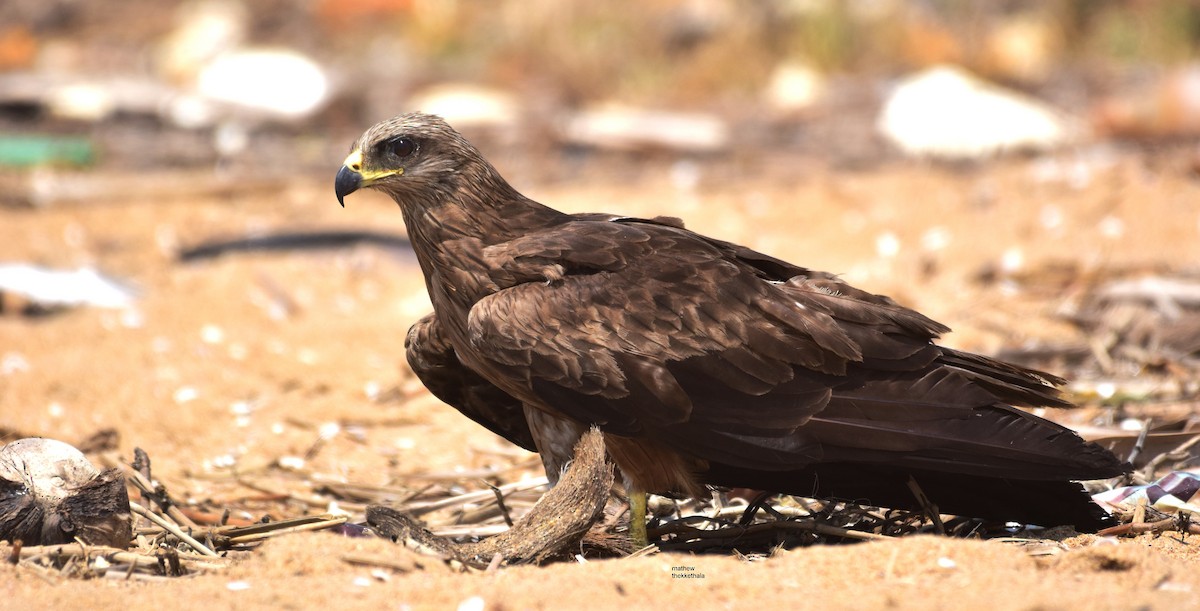 Black Kite - ML145428361