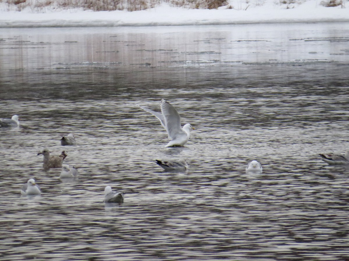 American Herring x Glaucous Gull (hybrid) - ML145428441