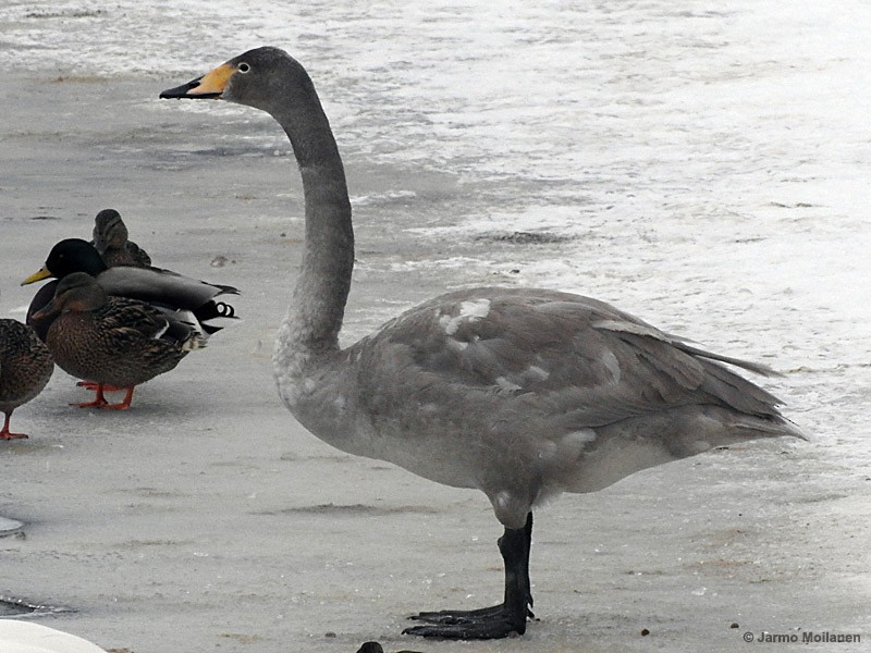 Whooper Swan - Jarmo Moilanen