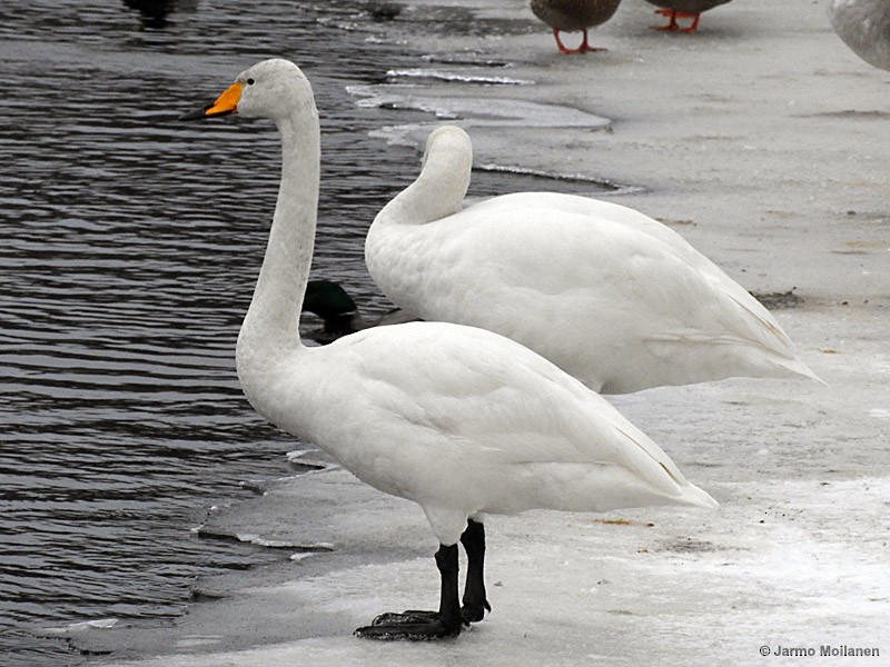 Whooper Swan - Jarmo Moilanen