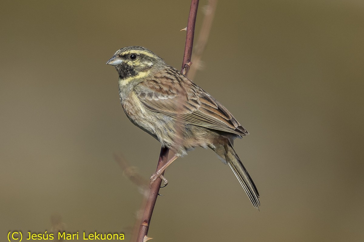 Cirl Bunting - ML145428931