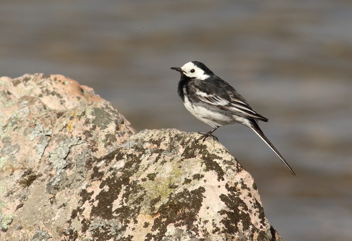 White Wagtail (British) - ML145429121