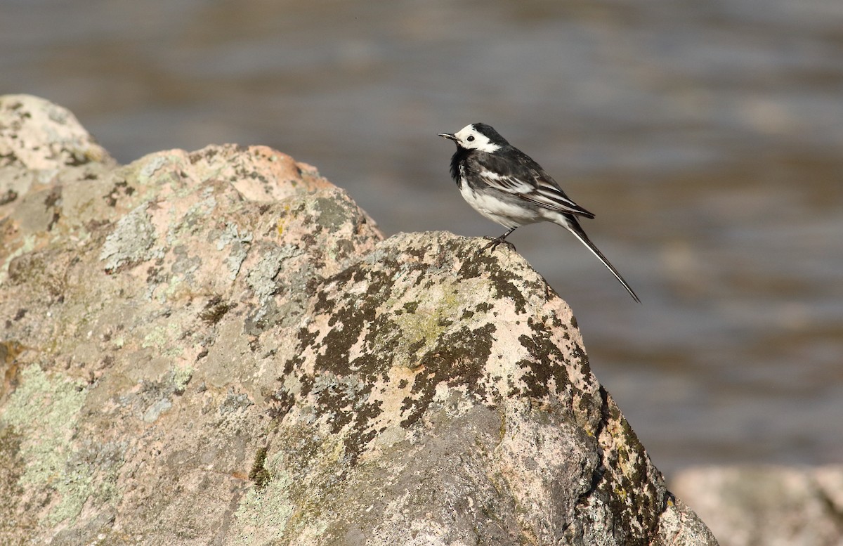 White Wagtail (British) - ML145429241