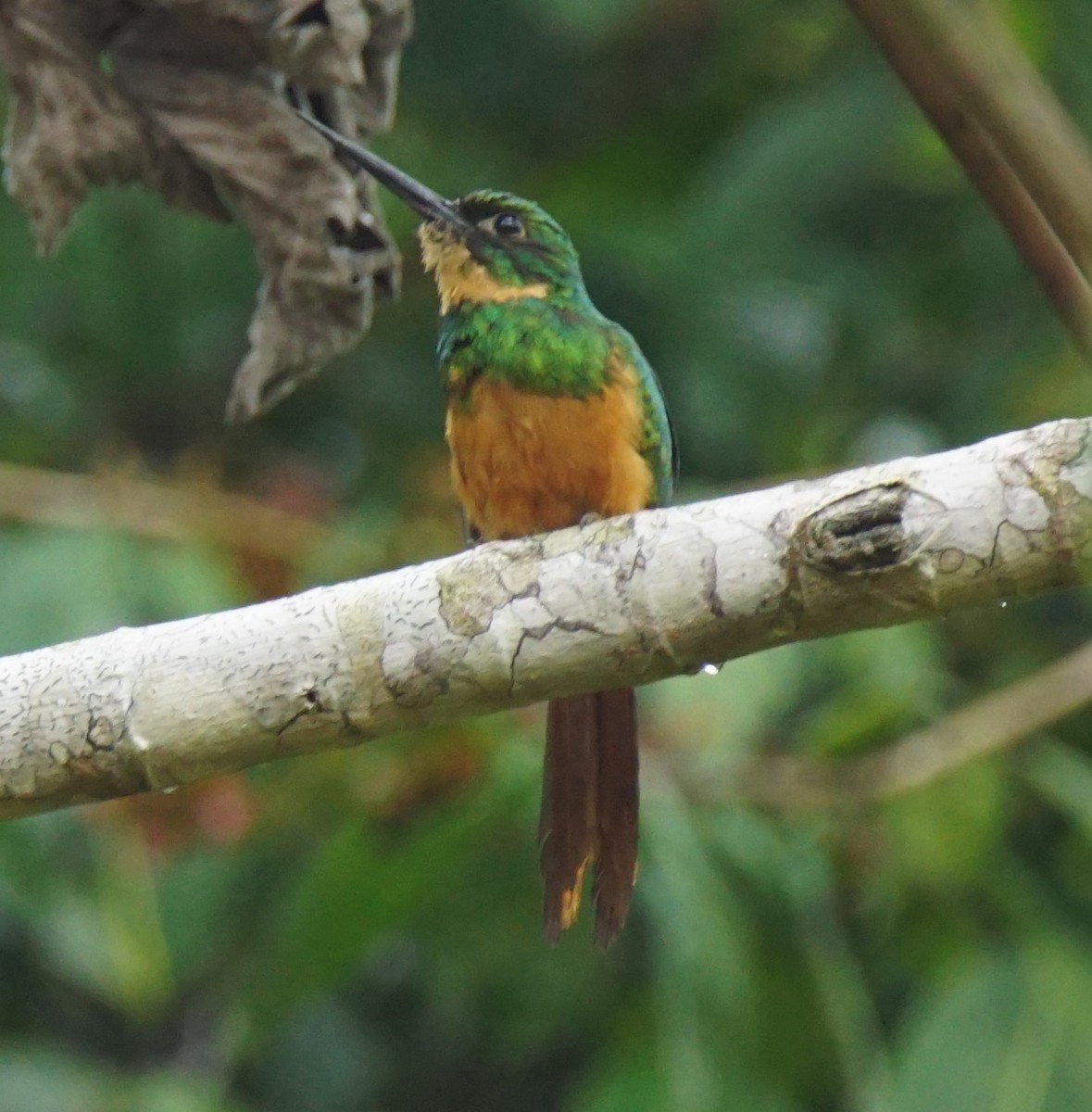 Rufous-tailed Jacamar - ML145429841
