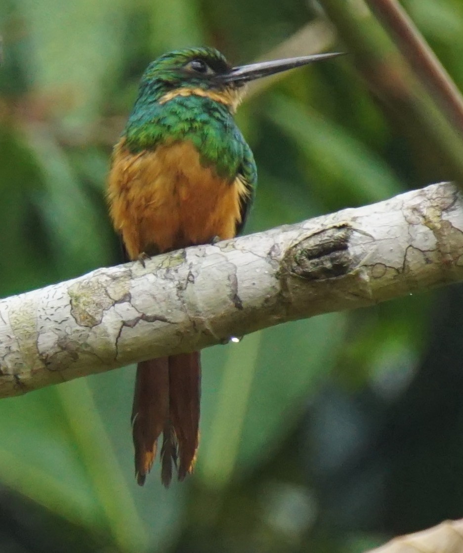 Rufous-tailed Jacamar - ML145429881