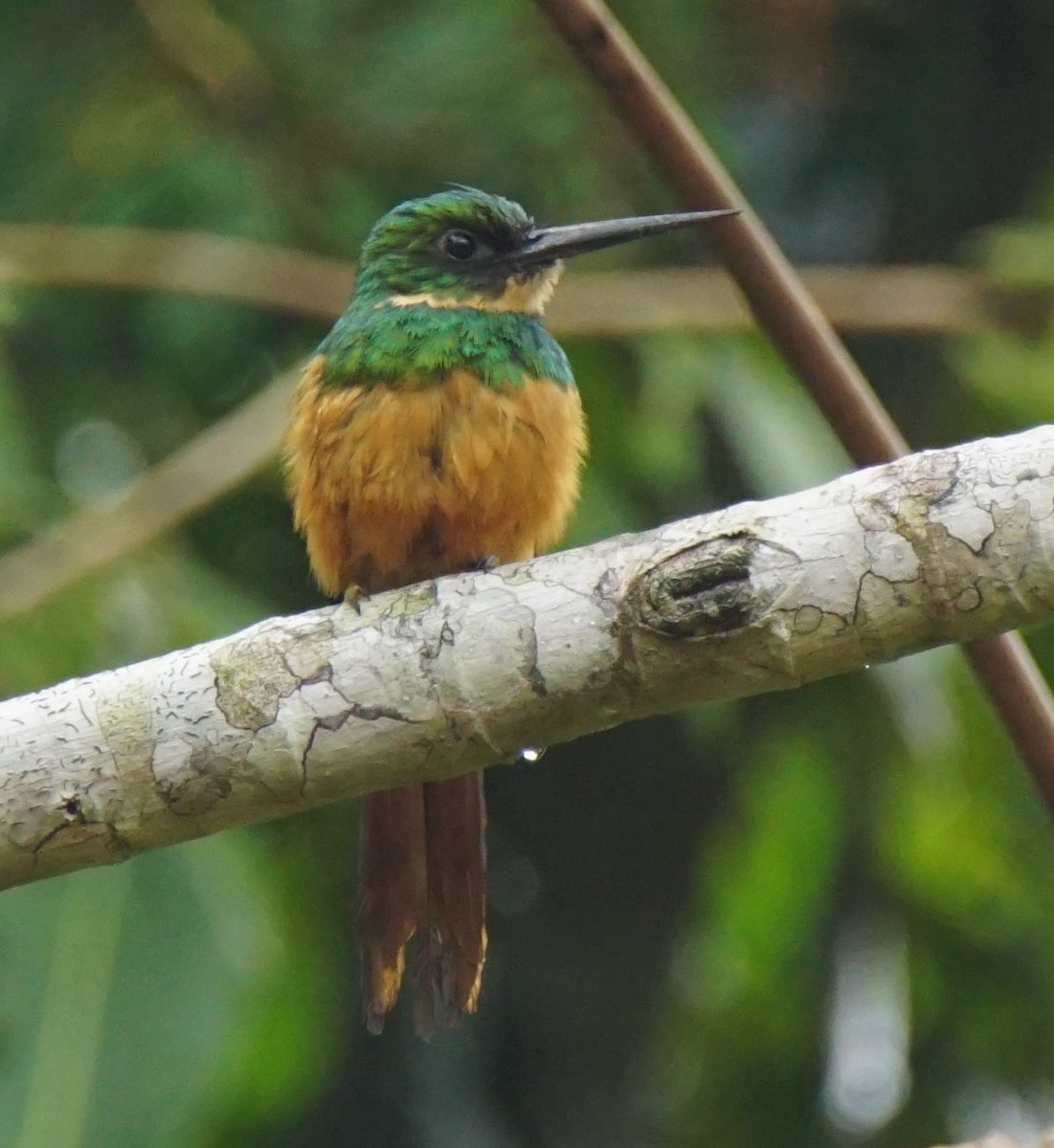 Rufous-tailed Jacamar - ML145429891