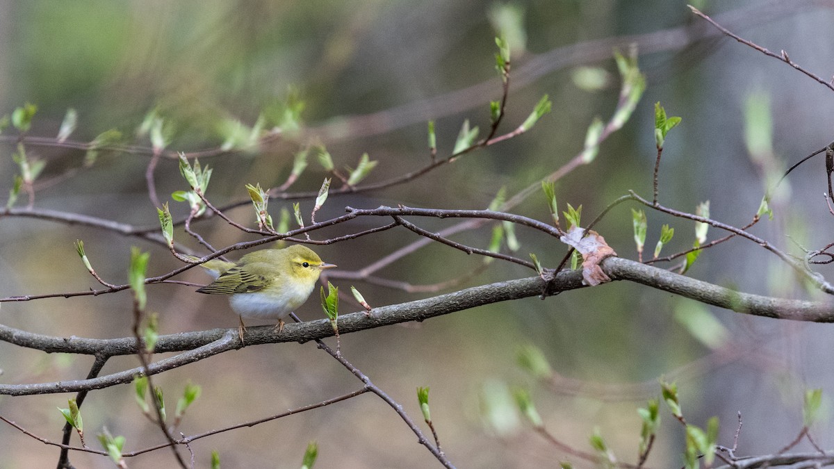 Wood Warbler - ML145432241