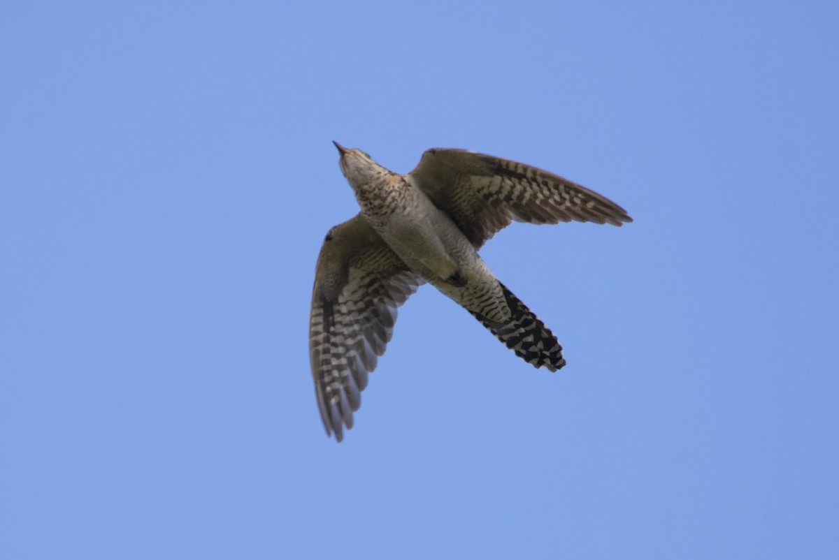 Pallid Cuckoo - ML145432481