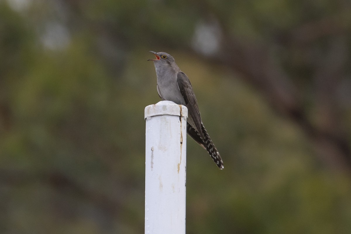 Pallid Cuckoo - ML145432491