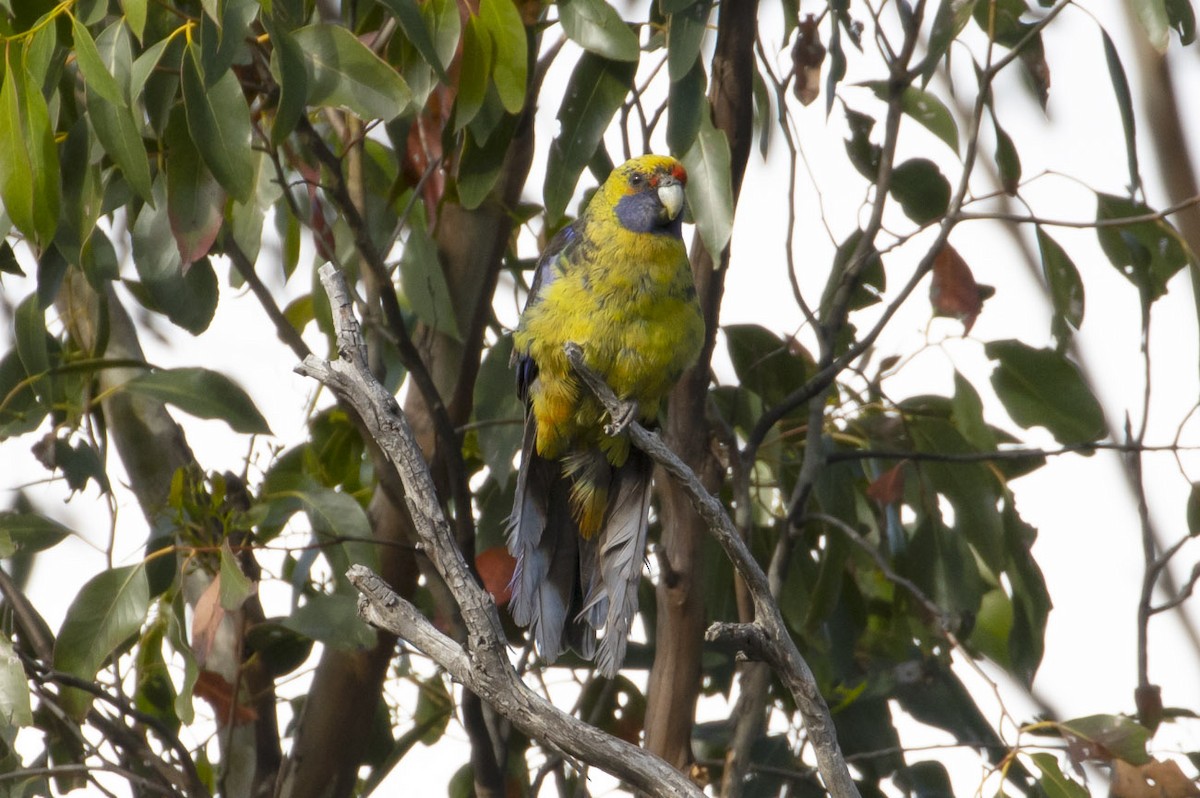 Green Rosella - ML145432531