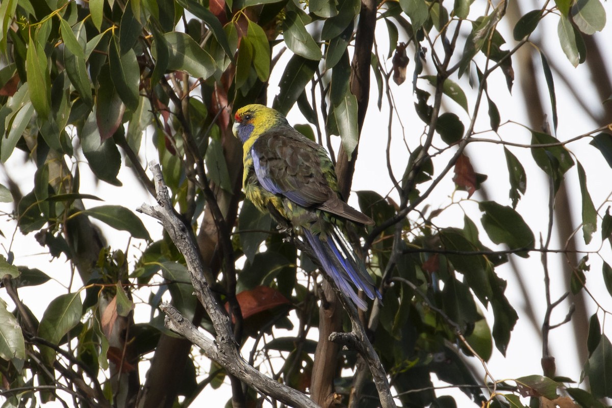 Green Rosella - ML145432541