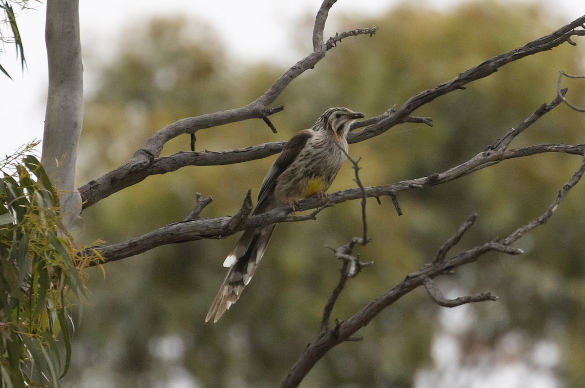 Yellow Wattlebird - ML145432571
