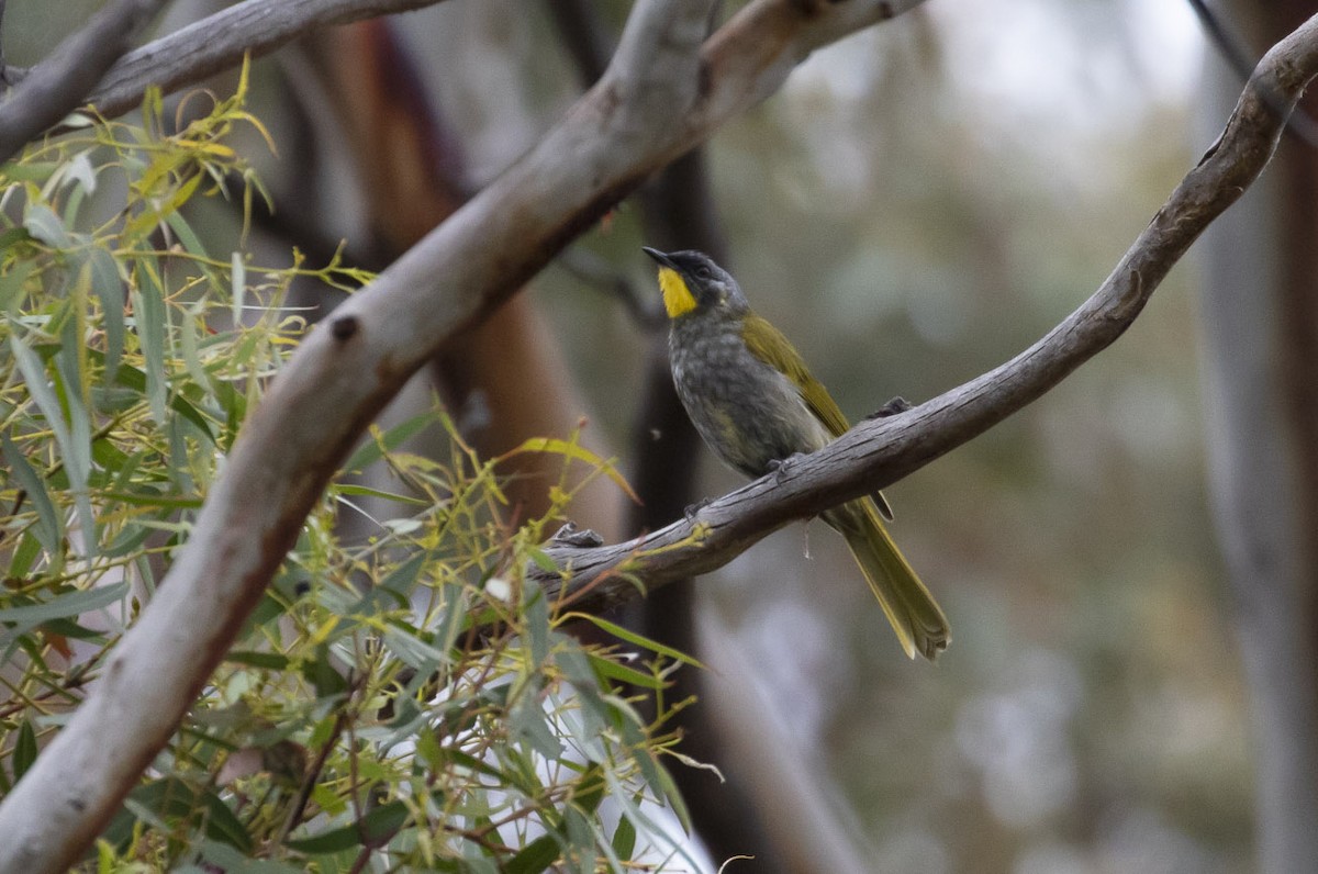 Yellow-throated Honeyeater - ML145432601