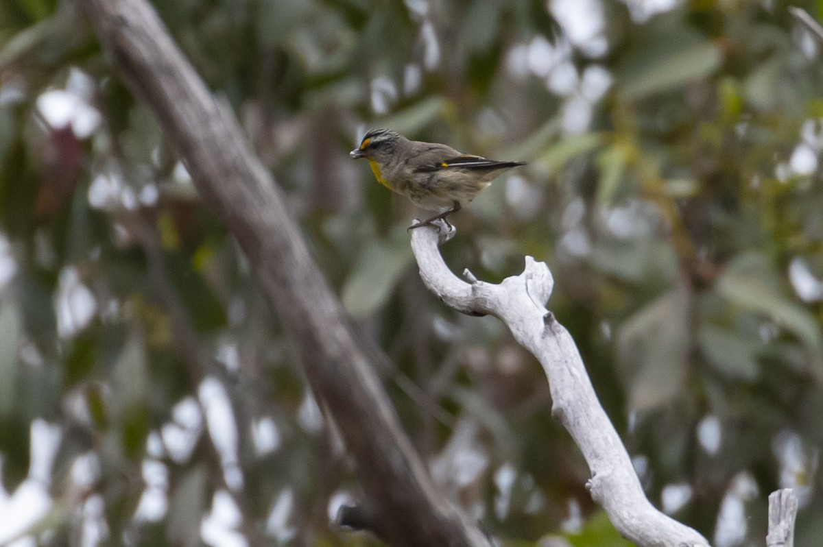 Striated Pardalote - ML145432611