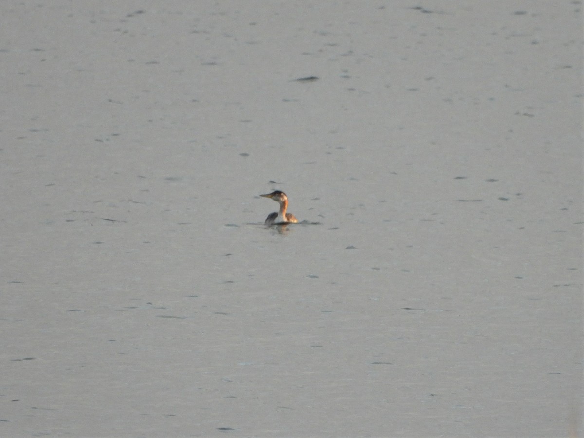Red-necked Grebe - ML145432621