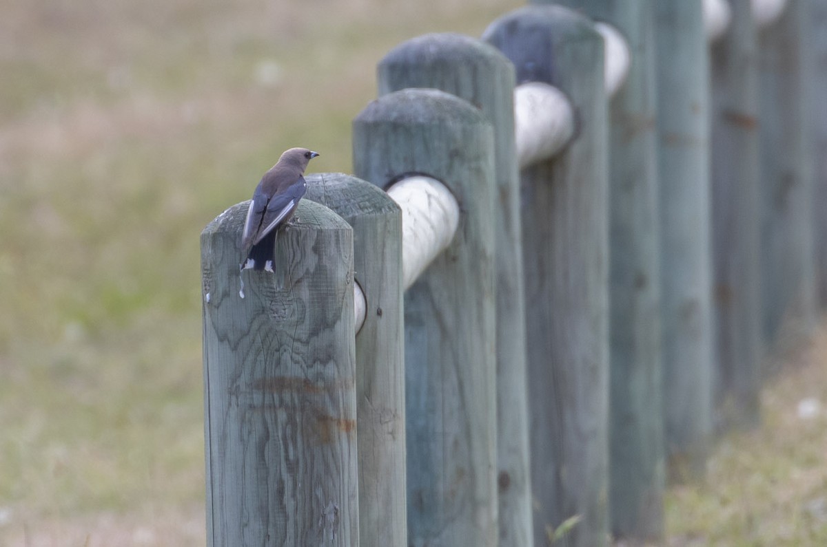 Dusky Woodswallow - ML145432651