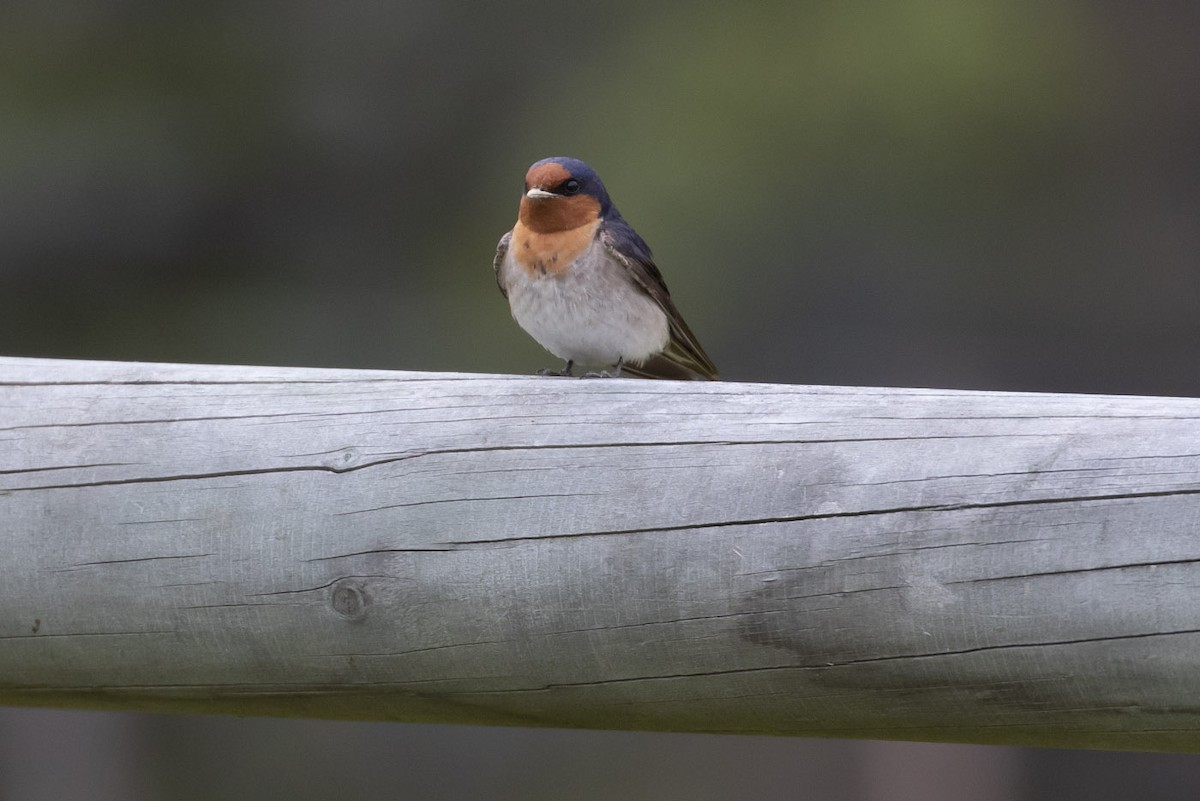 Welcome Swallow - ML145432671