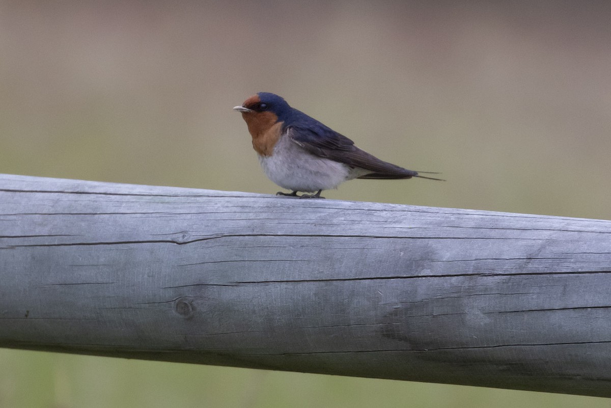 Welcome Swallow - ML145432681