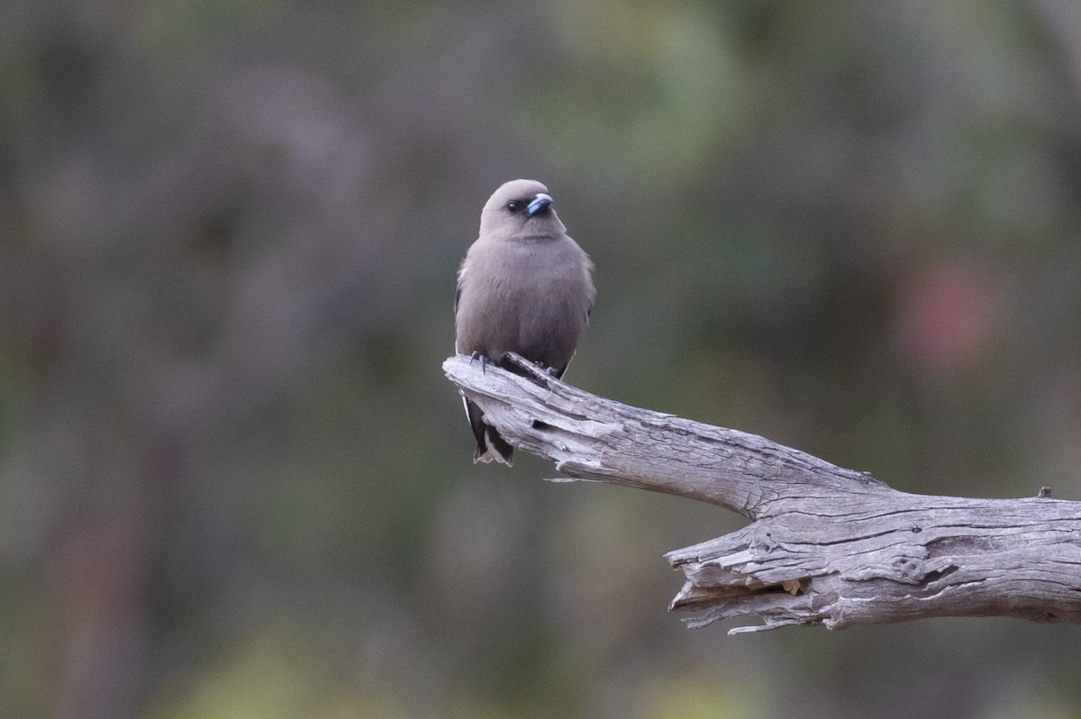 Dusky Woodswallow - ML145432741