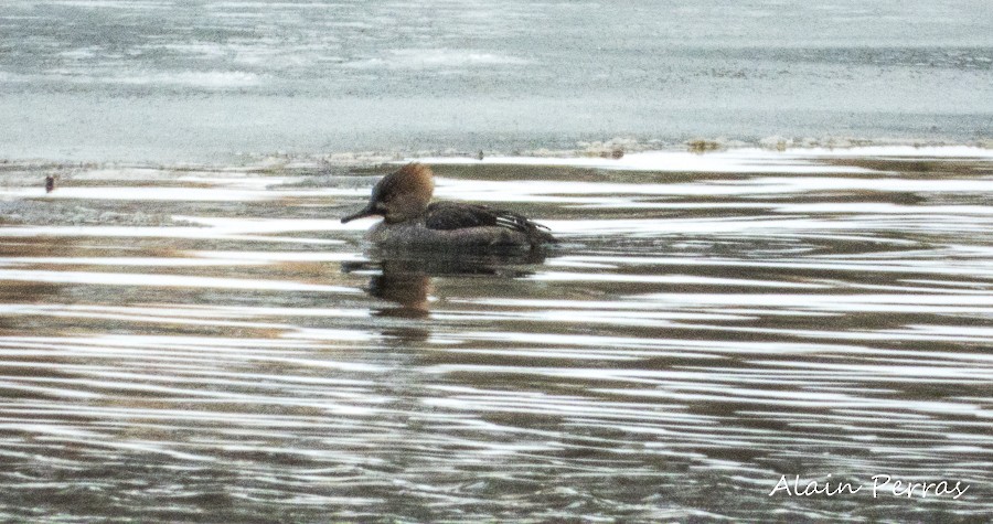 Hooded Merganser - ML145433101