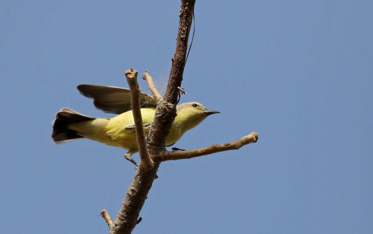 Pygmy Sunbird - ML145434221