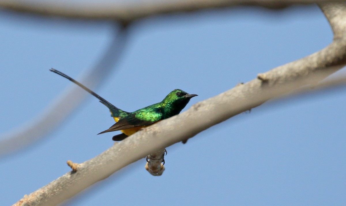 Pygmy Sunbird - ML145434231