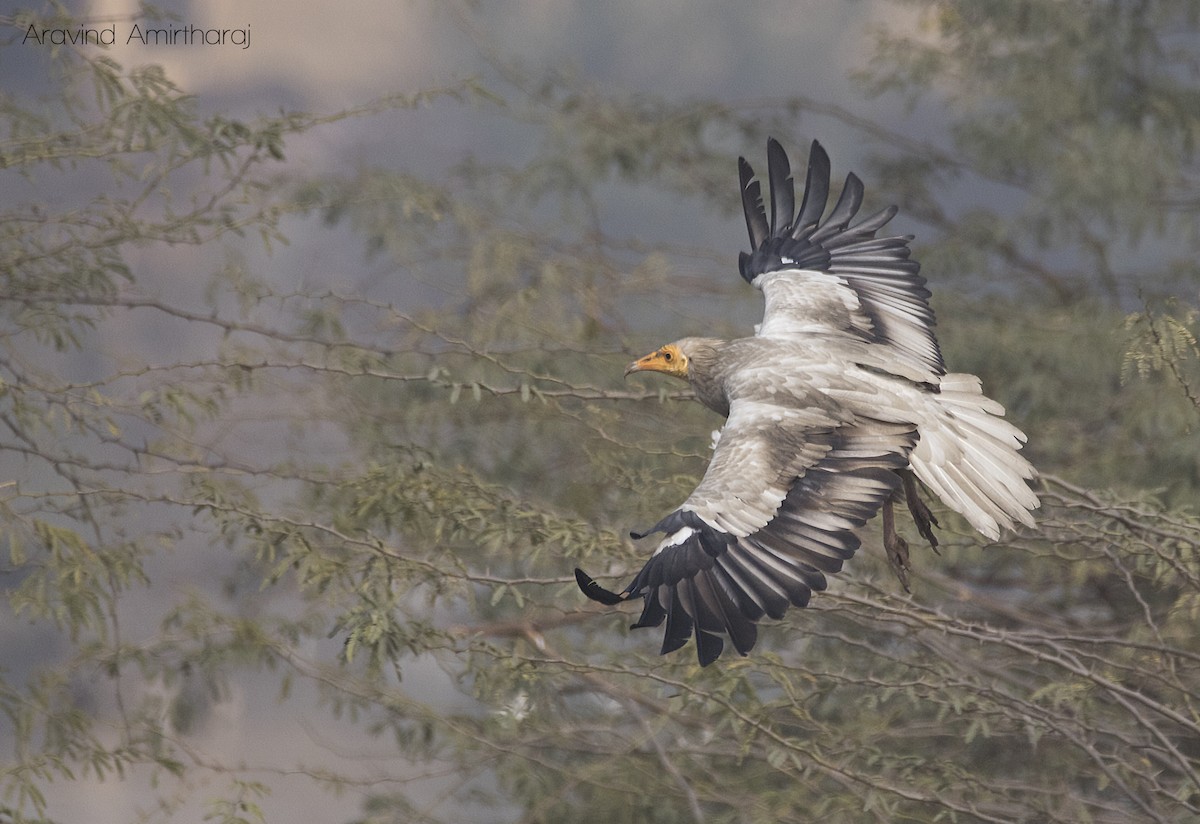 Egyptian Vulture - ML145434381