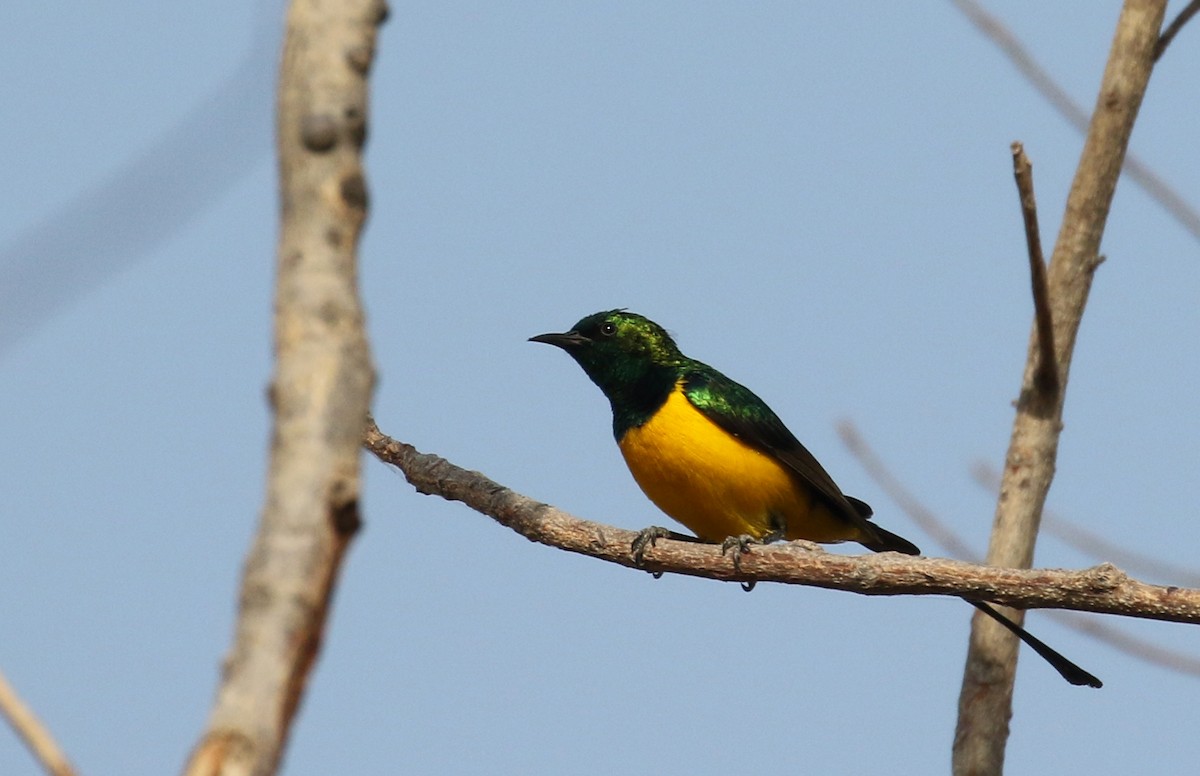 Pygmy Sunbird - ML145434421