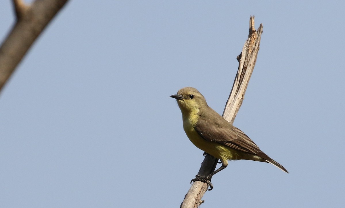 Pygmy Sunbird - ML145434441