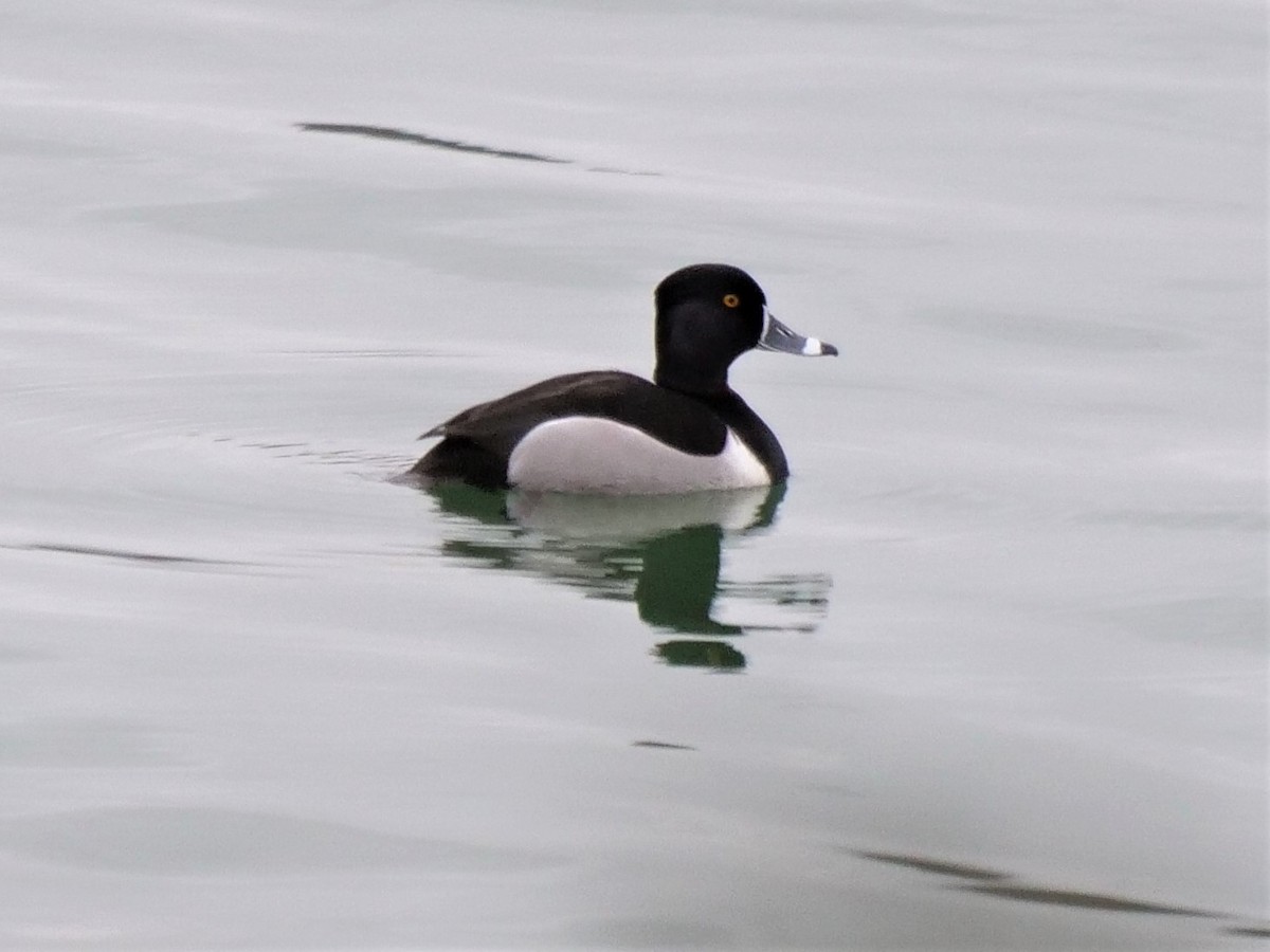 Ring-necked Duck - ML145434651