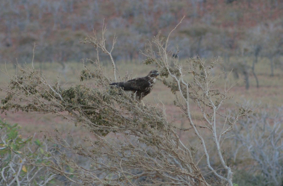Socotra Buzzard - Manuel Schwarz
