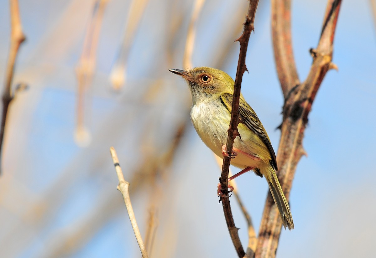 Pale-eyed Pygmy-Tyrant - Josanel Sugasti -photographyandbirdingtourspanama