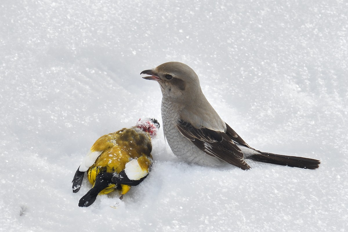 Northern Shrike - ML145436551