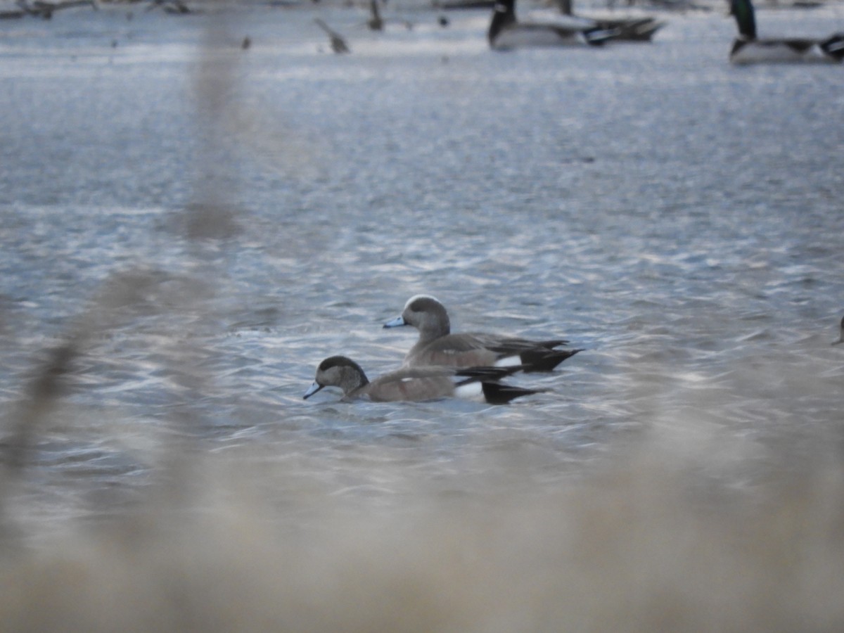 American Wigeon - Robert Salisbury